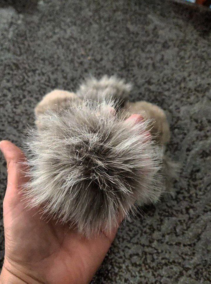 پم پم در رنگ و طرح های مختلف دونه ای ۵۰۰۰